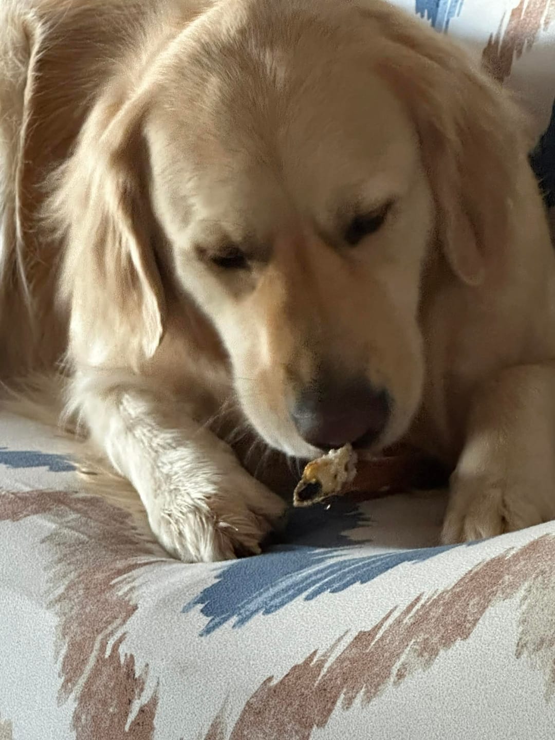 Customer photo review of 6 Inch Monster Bully Stick