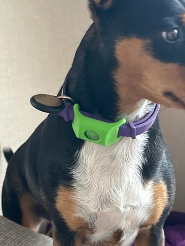 Customer's dog wearing the purple PawLax Collar with a green attachment.