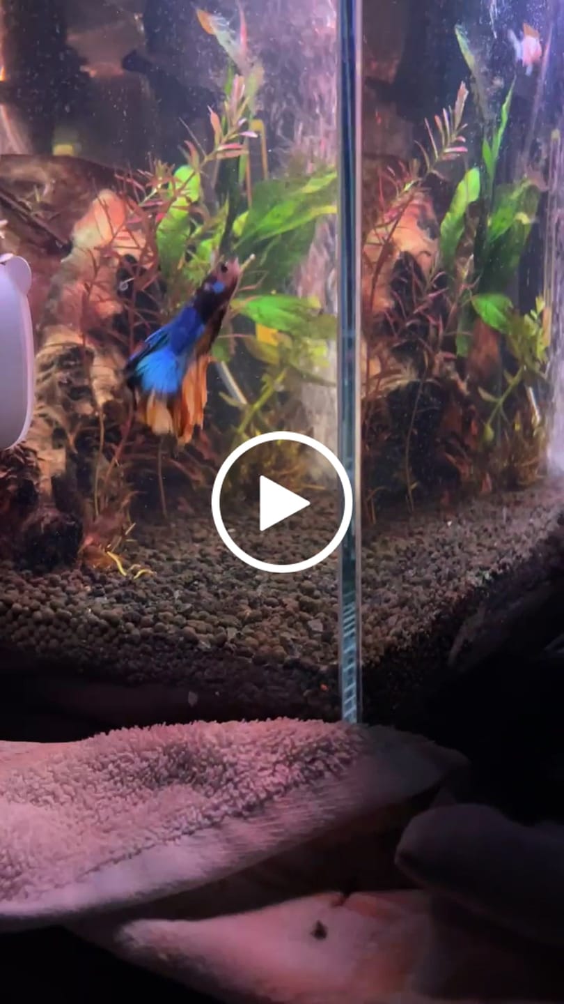 Customer video review of Multicolor Halfmoon Male Betta Fish | Order Directly From Farm | You Pick Fish