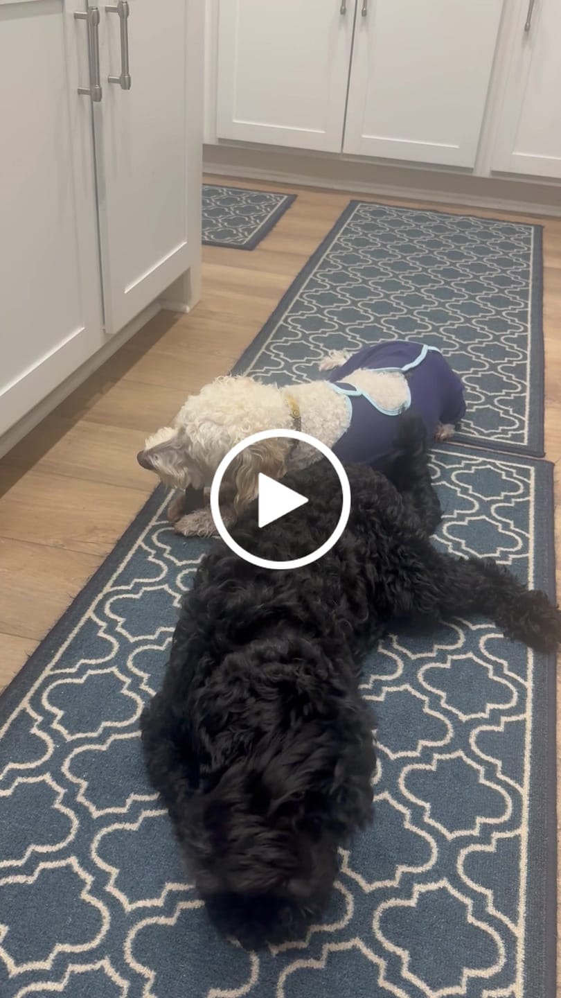 Customer video review of Blueberry Yak Chews