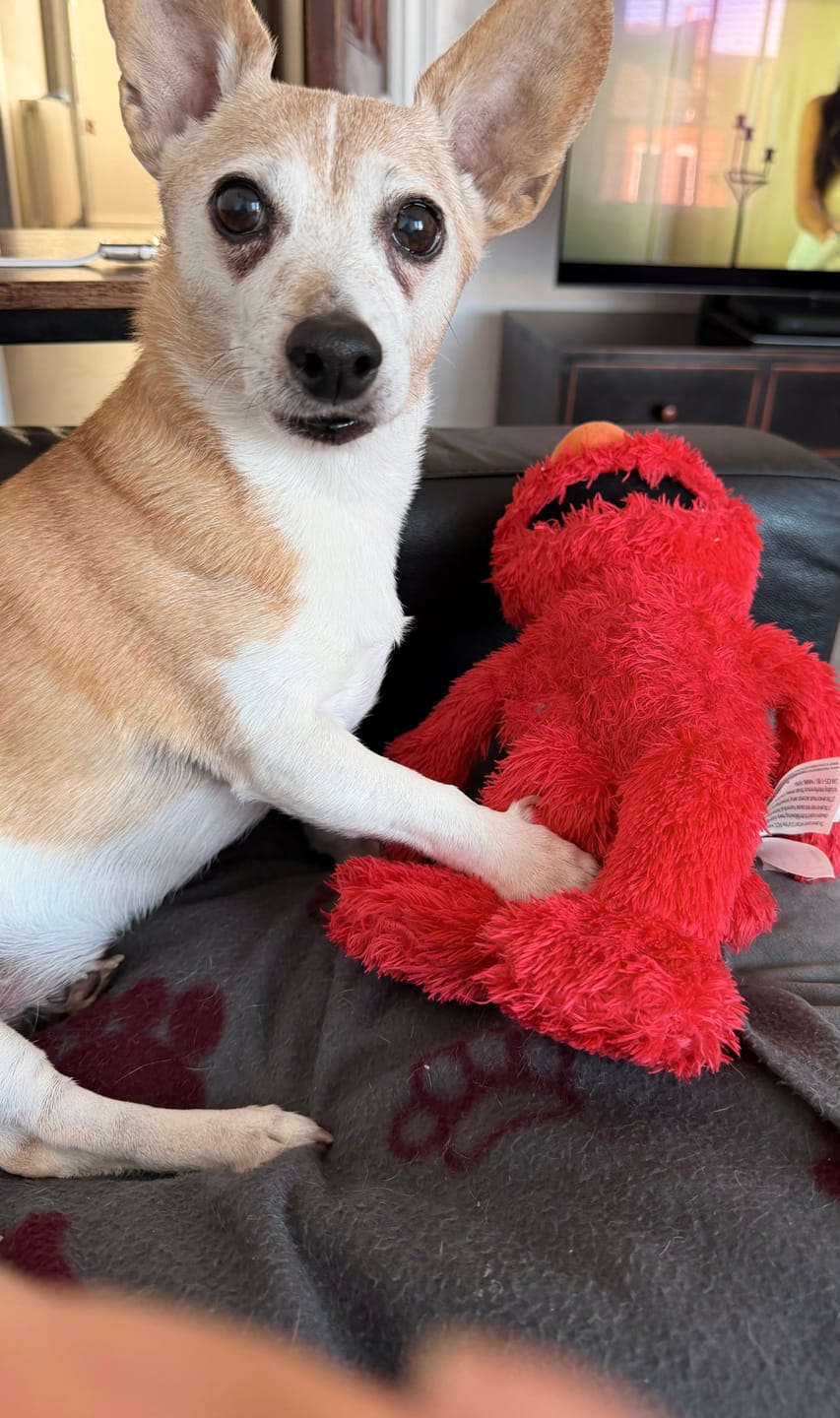 Customer photo review of Deshedding Brush in Black for Dogs, Cats, Horses & Other Pets