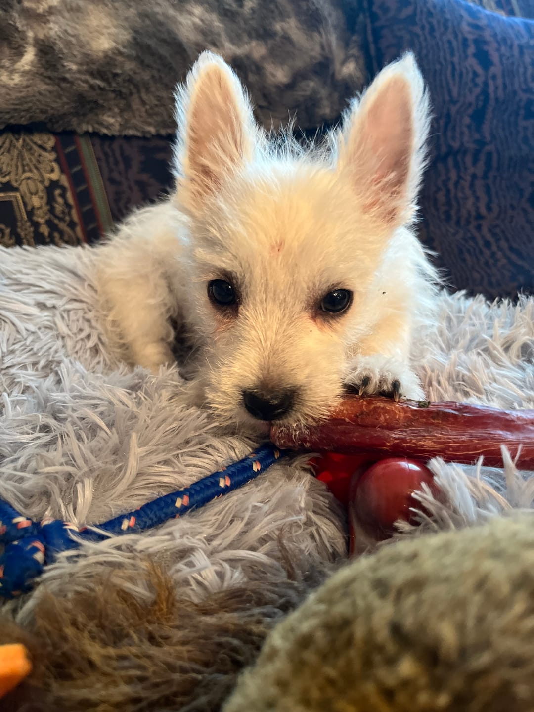 Customer photo review of 6 Inch Standard Bully Stick