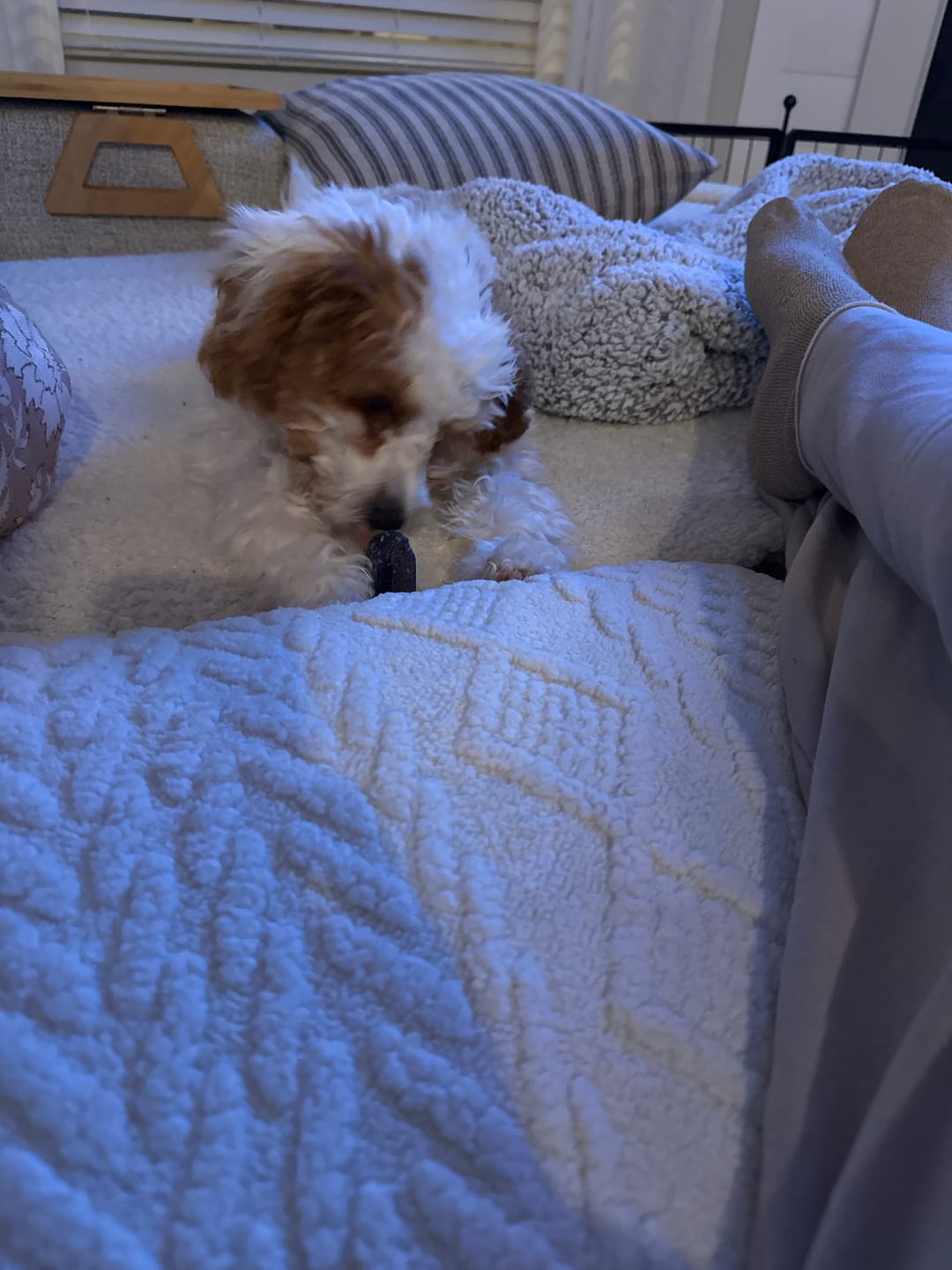 Customer photo review of Blueberry Yak Chews
