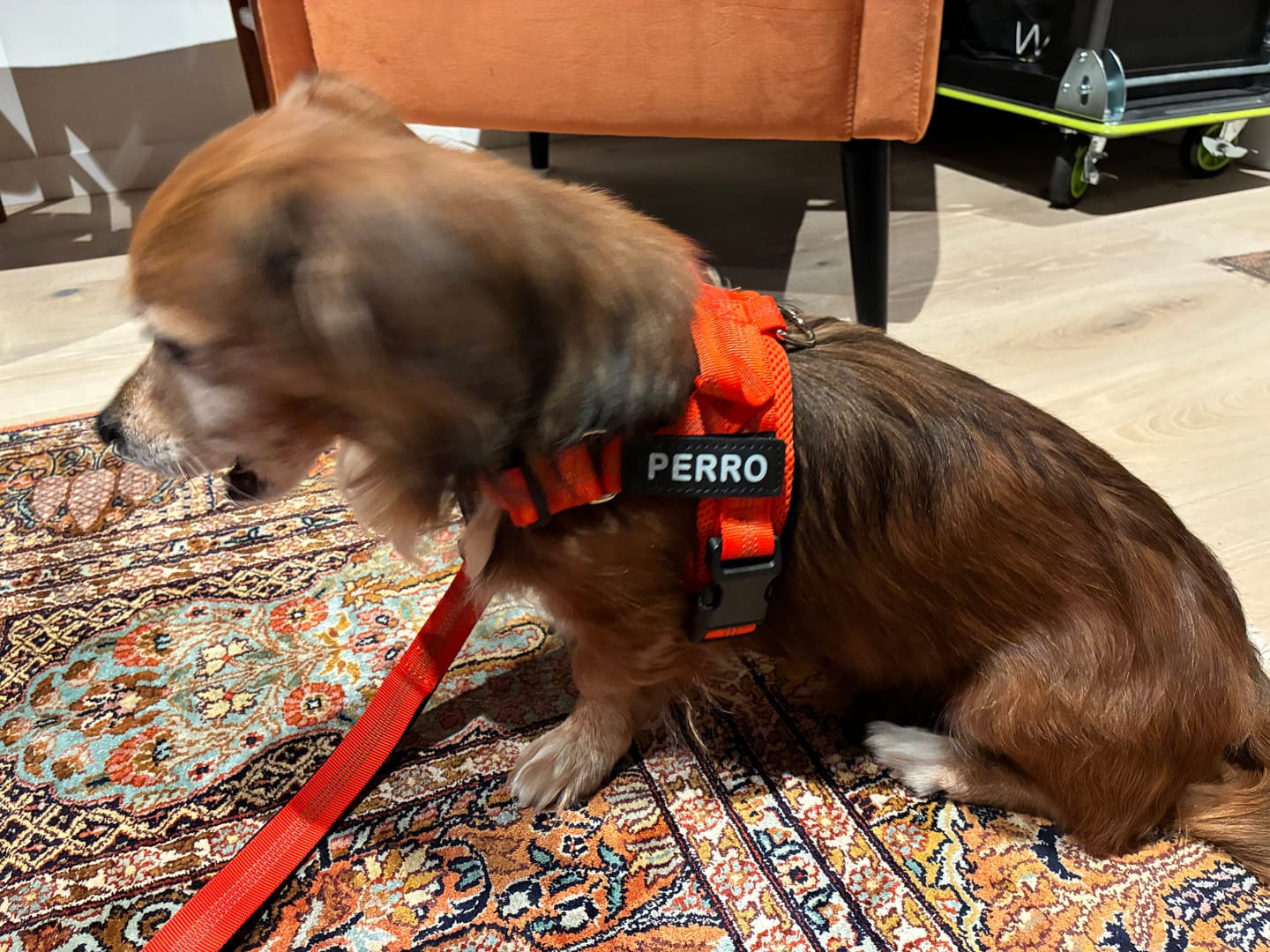 Customer photo review of The Good Dog Harness