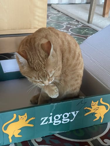 Le chat roux d'un client fait sa toilette dans la boîte de livraison des croquettes Ziggy.