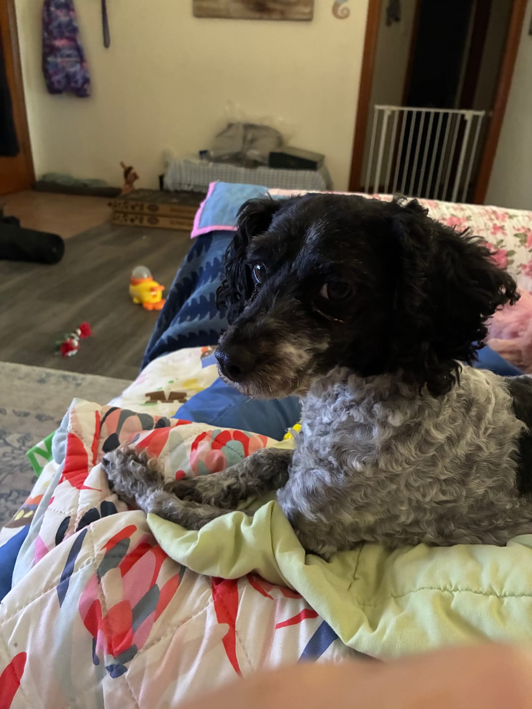 Customer photo review of GroomMate Pet Grooming Kit