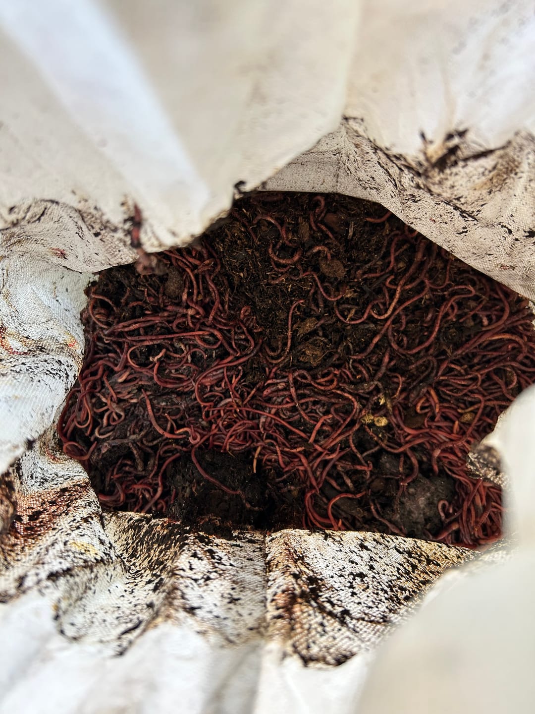 Customer photo review of Bulk Red Wigglers