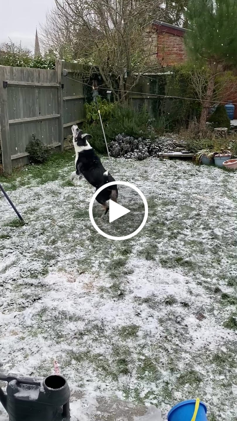Customer video review of collagen for dogs