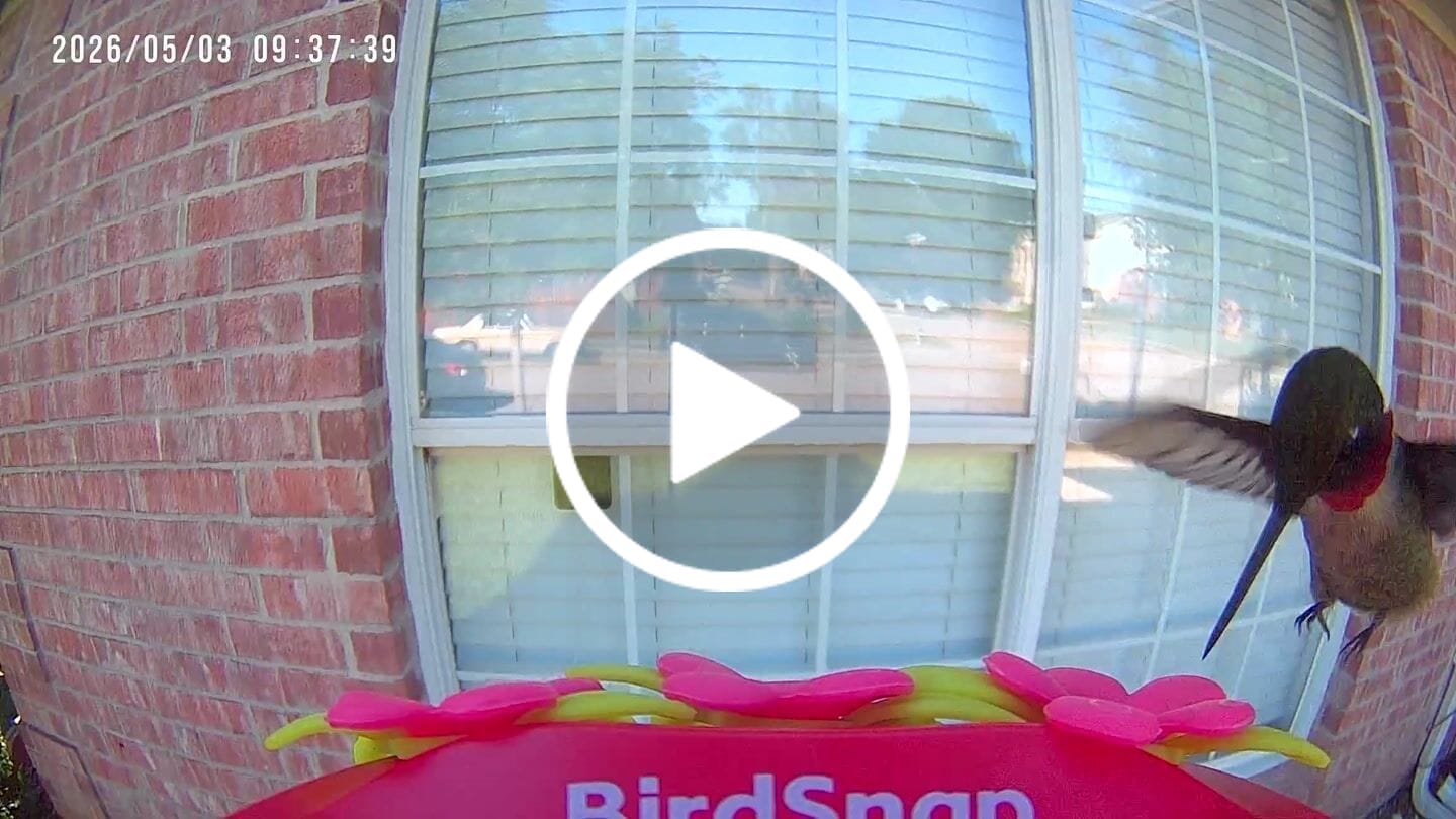 Customer video review of BirdSnap Smart Hummingbird Feeder with Camera