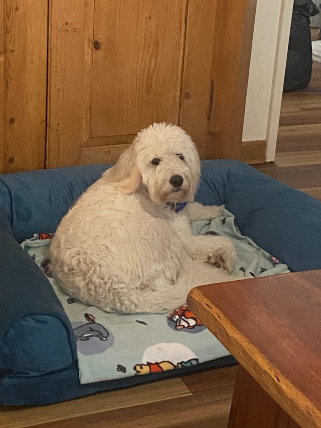 Customer photo review of Pet Sofa Bed