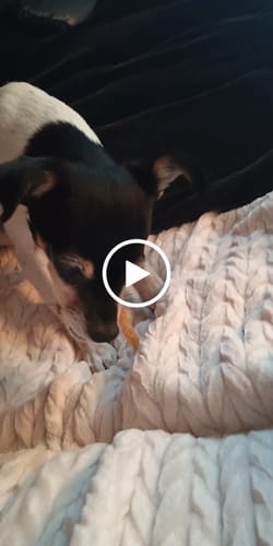 Customer video review of USA Turkey Tendons Delicious Grain-Free Reward Snack