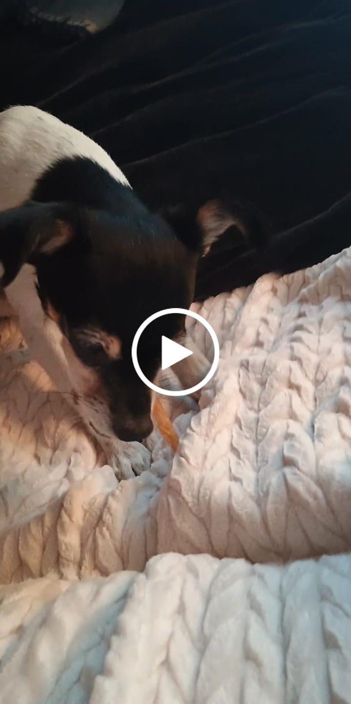 Customer video review of USA Turkey Tendons Delicious Grain-Free Reward Snack