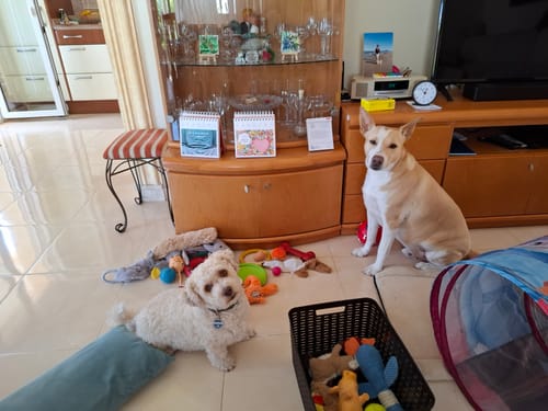 Customer photo review of Mein Hundelied - Personalisiertes Lied über den eigenen Hund