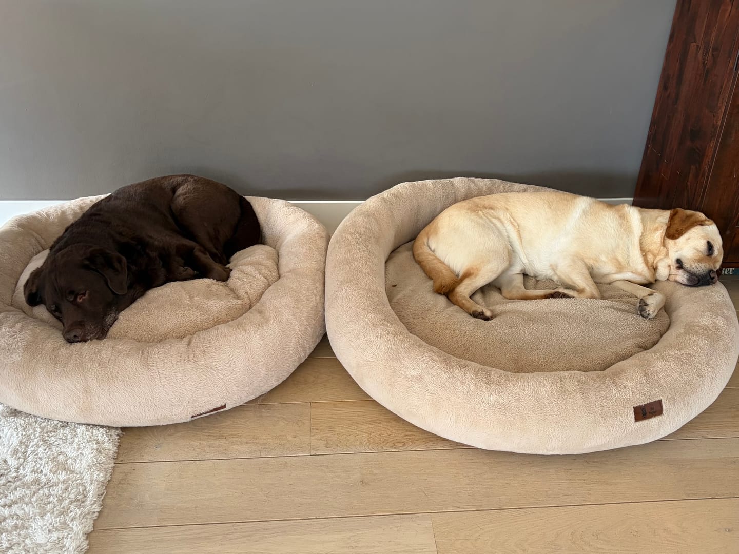 Customer photo review of Pet Perfect Orthopedische Donutmand