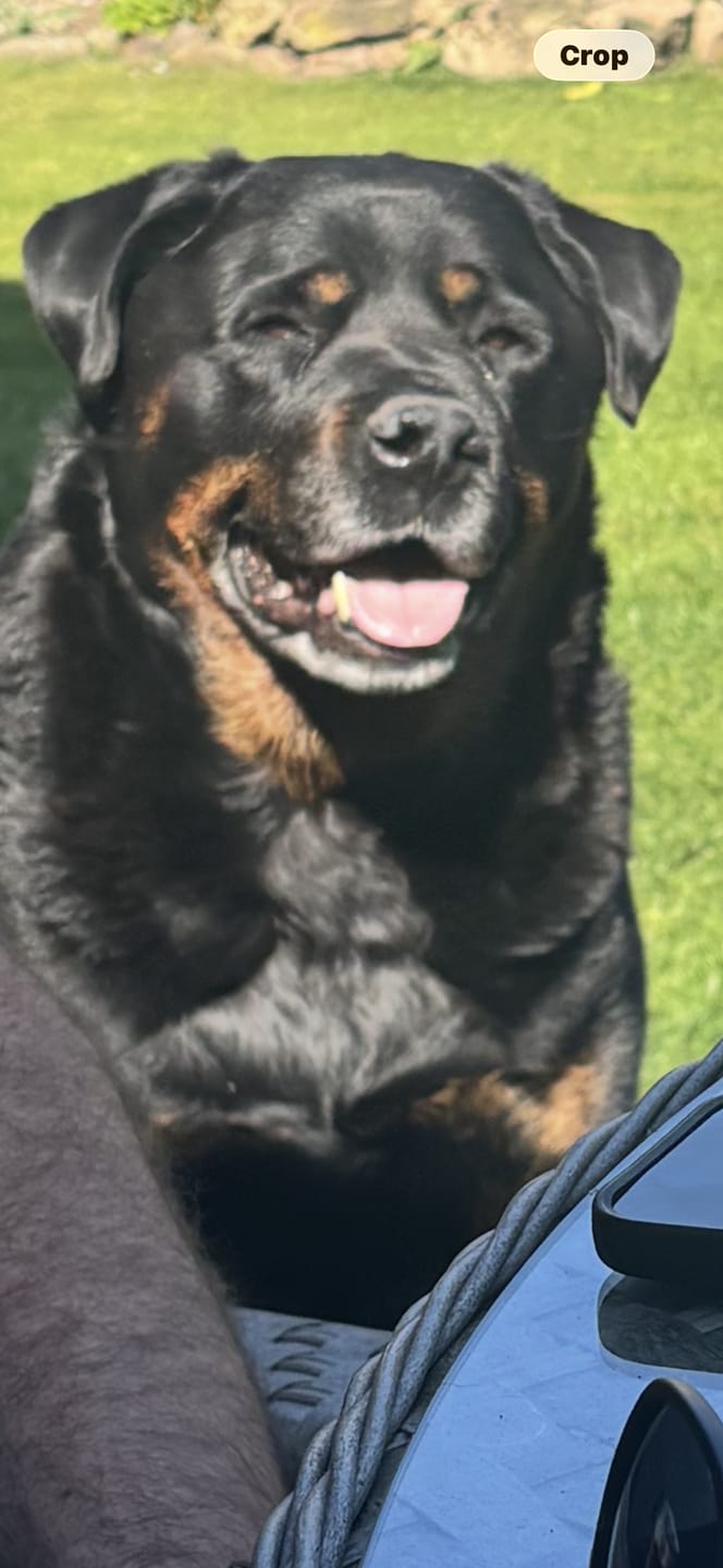 Customer photo review of collagen for dogs