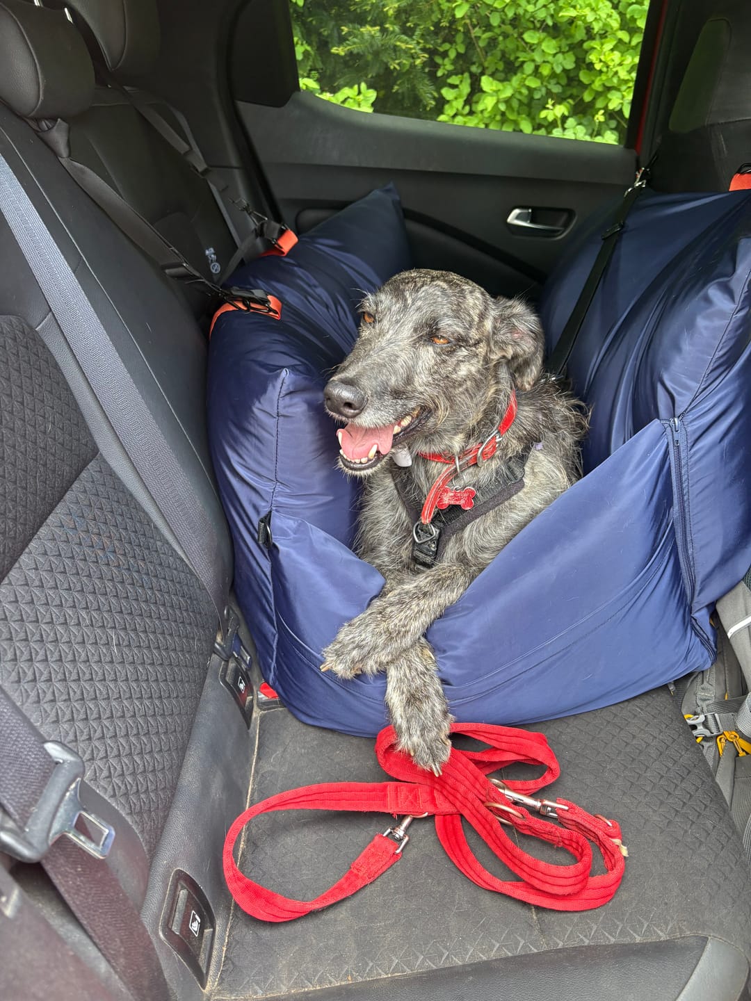 Customer photo review of Travel Dog Pod XL - Now With Isofix