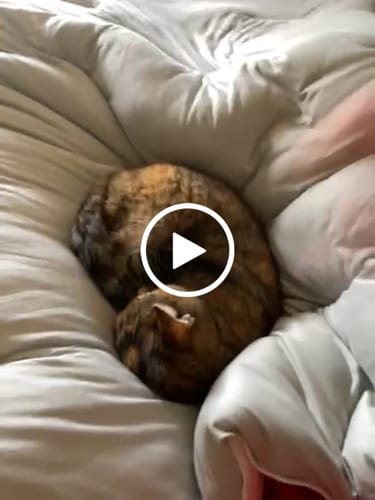 Customer video review of MarshMellow Comforter