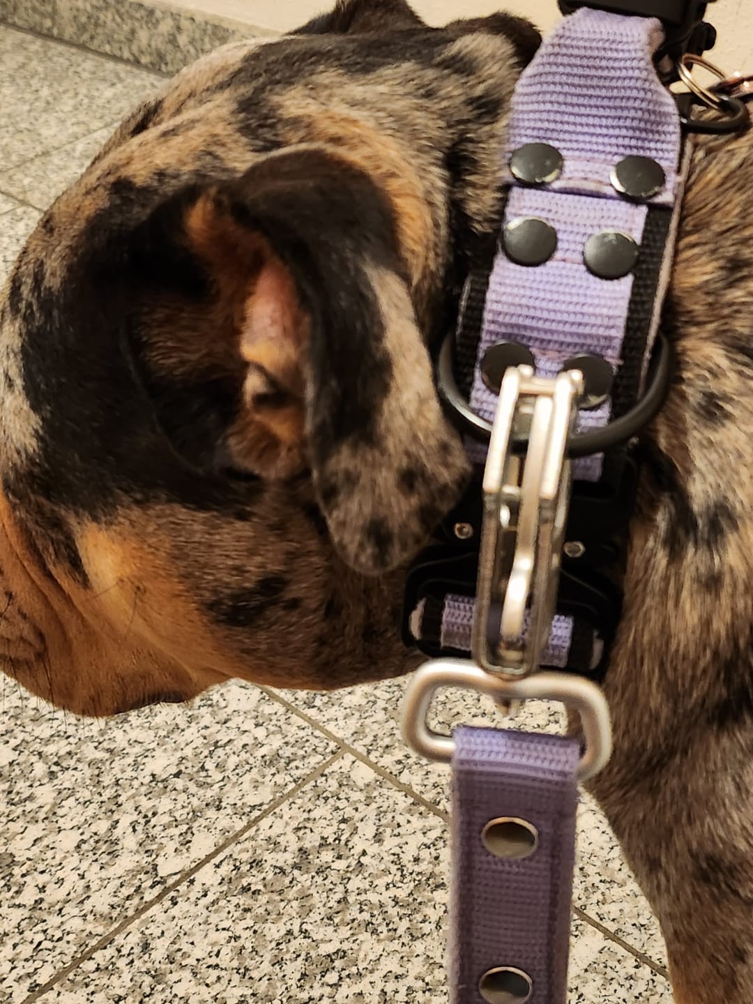Customer photo review of Walk Leash Baby Purple - Säkert nylonkoppel i olika längder