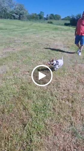 Customer video review of Collier Anti Aboiement Sans choc Electrique PuppySafe™