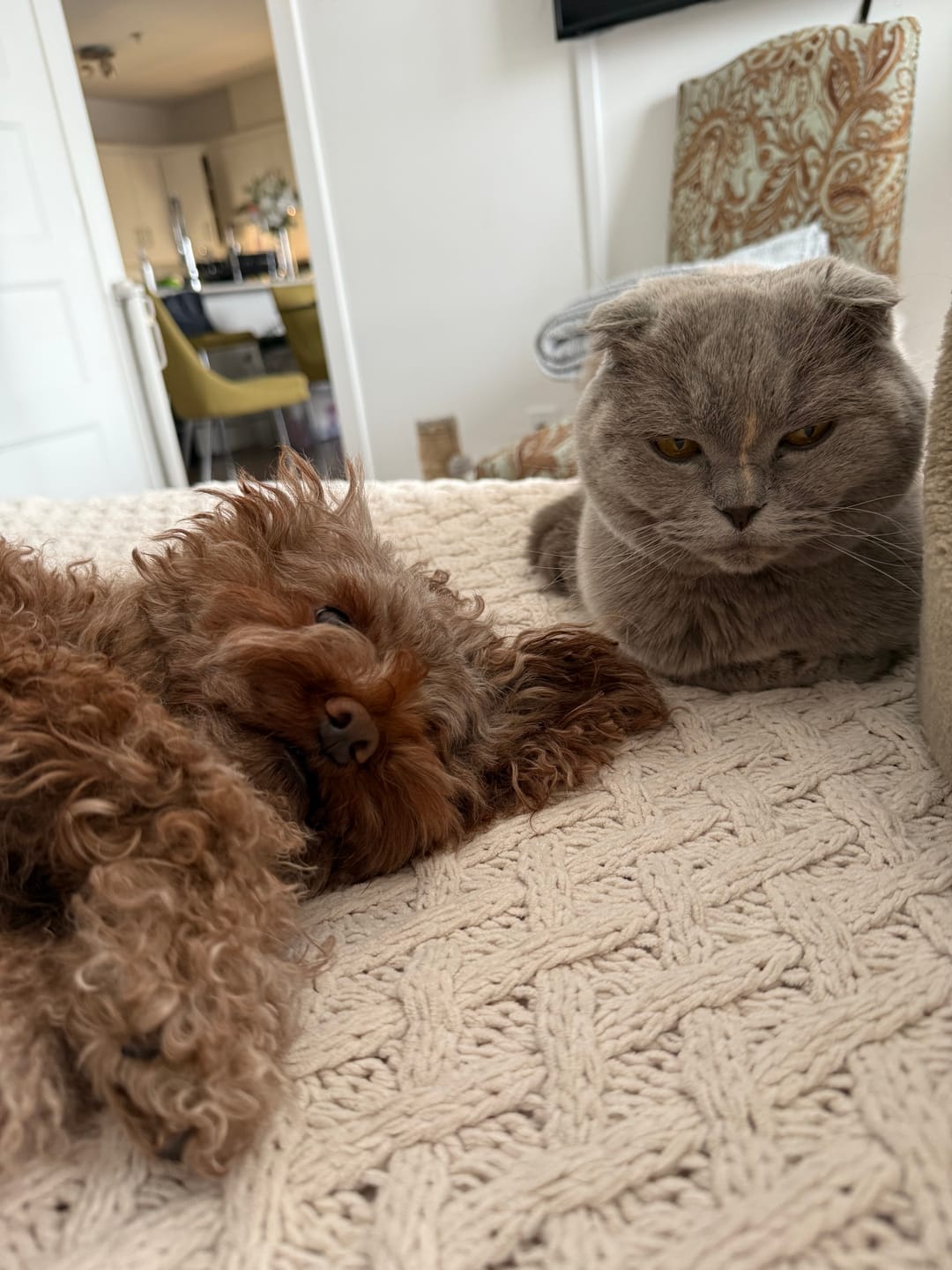 Customer photo review of Stella & Chewy's - Meal Mixers pour chien