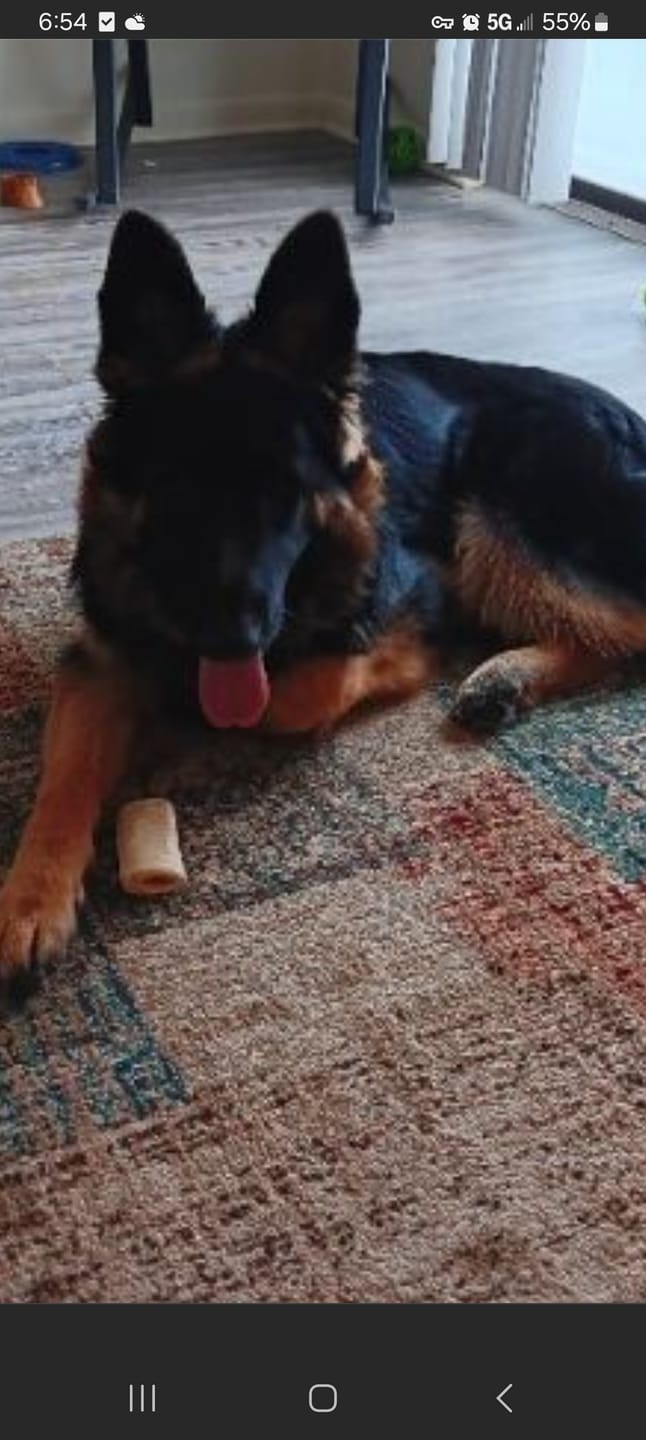 Customer photo review of Daily Dog Probiotic