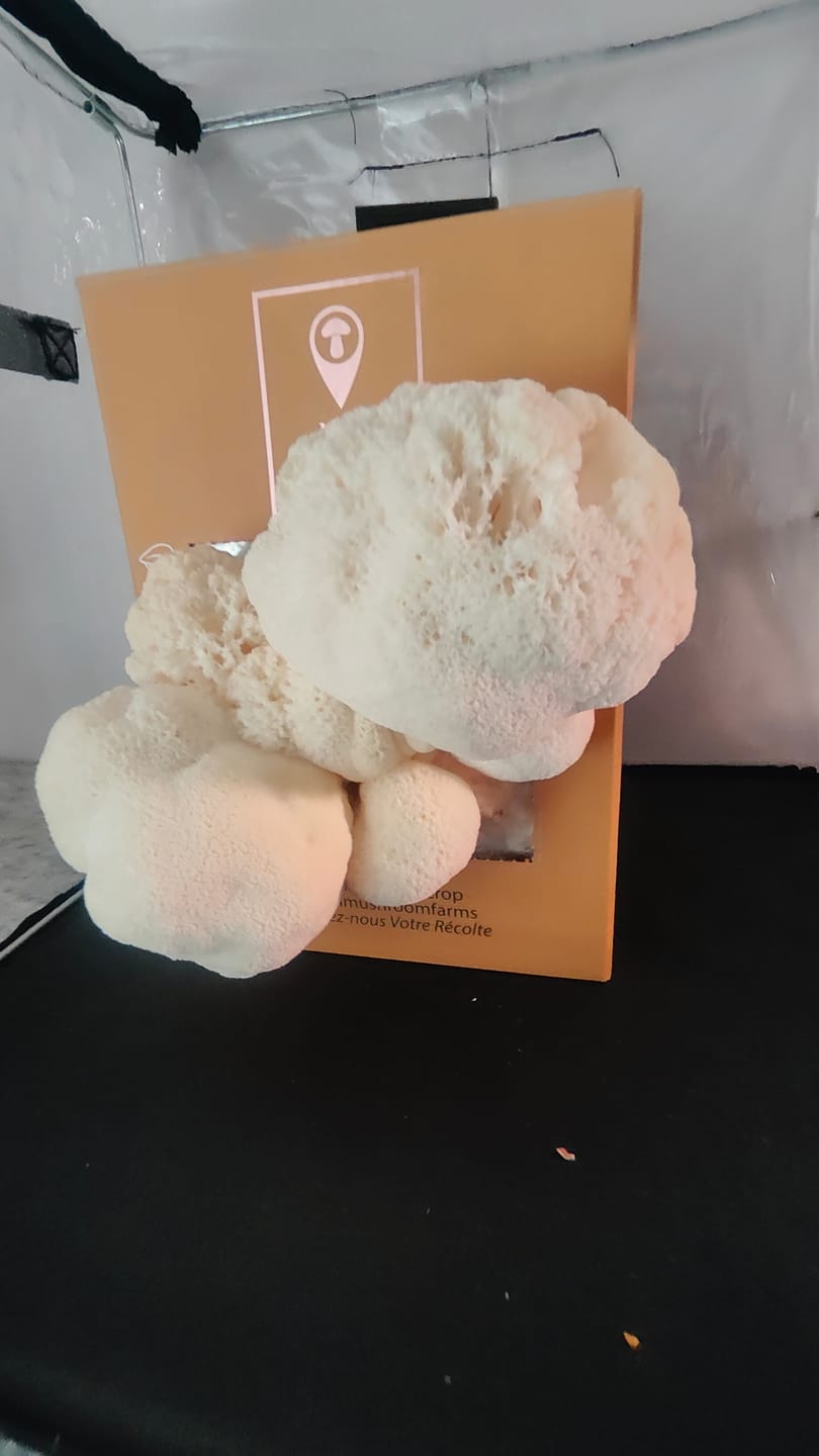 Customer photo review of Essentials Bundle Gift Set +2 Grow Kits