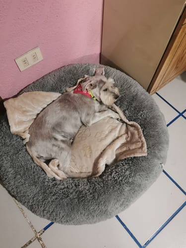 Un perro de un cliente descansa sobre la Cama Antiestrés para Perros gris y afelpada con una manta.