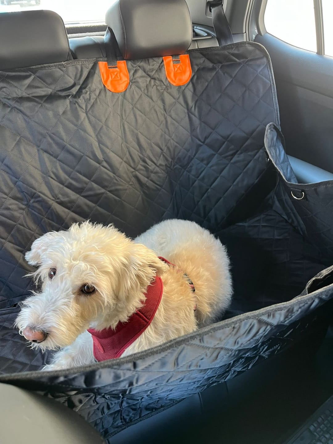 Customer photo review of Funda Impermeable THE DOGS — Auto limpio, perro seguro
