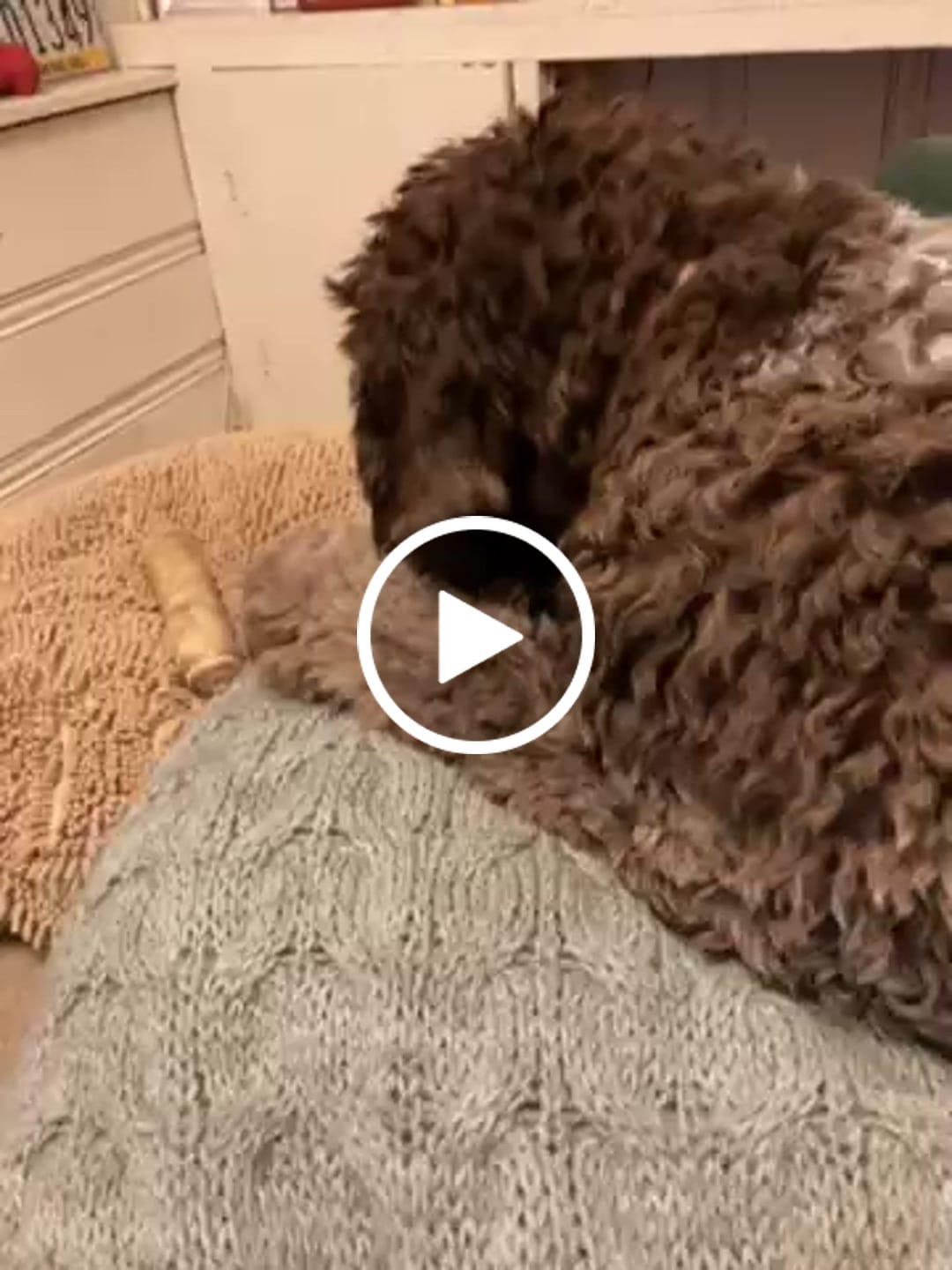 Customer video review of Chew Combo for Medium Dogs 25 - 55 lbs