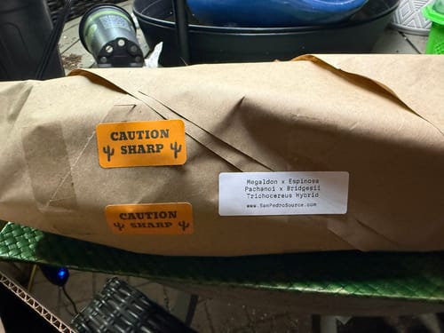 Customer photo review of Trichocereus Hybrids | Exact Hybrid Crosses