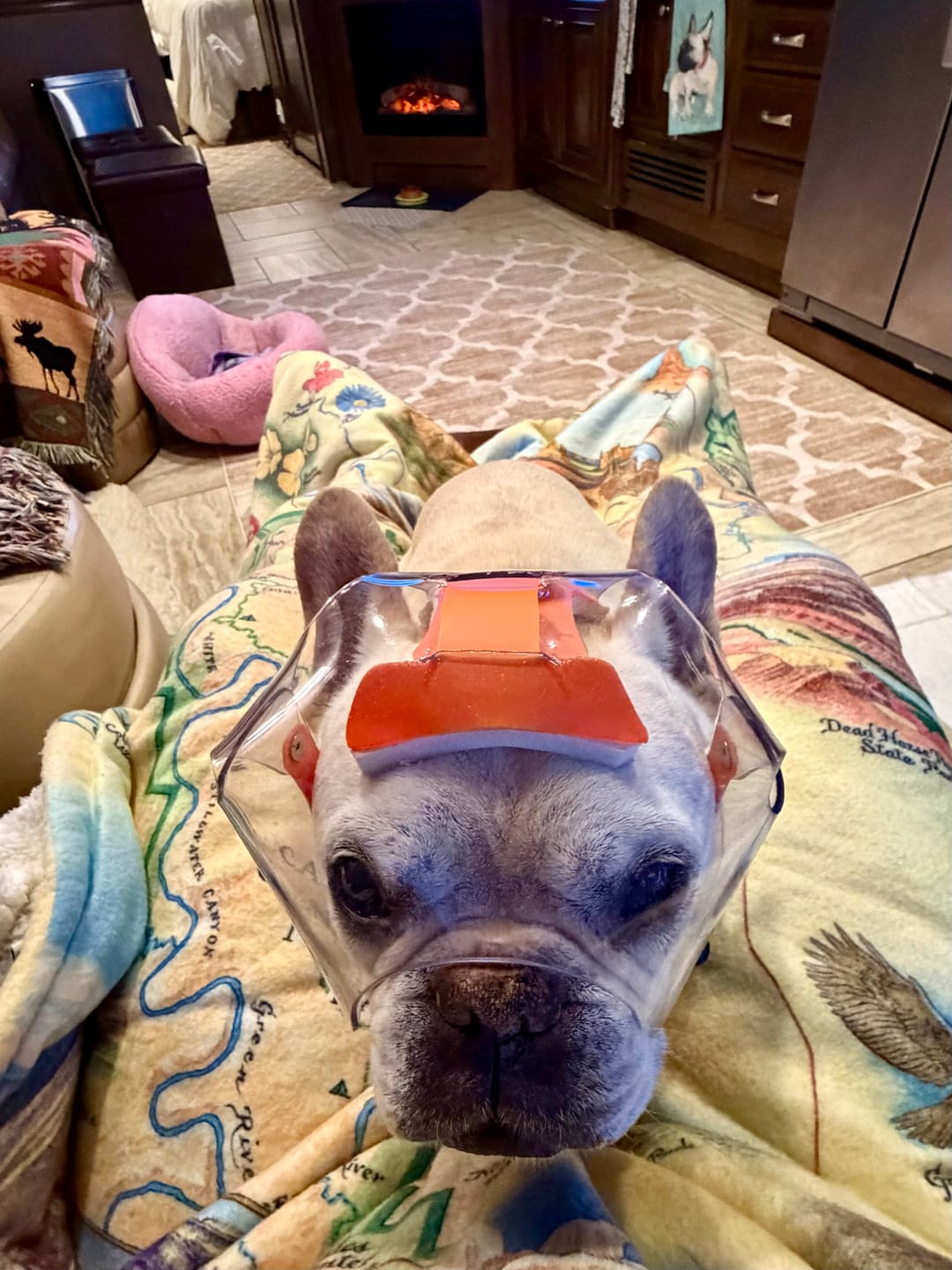 Customer photo review of OptiVizor - Short Snout Version - Clear UV Tint