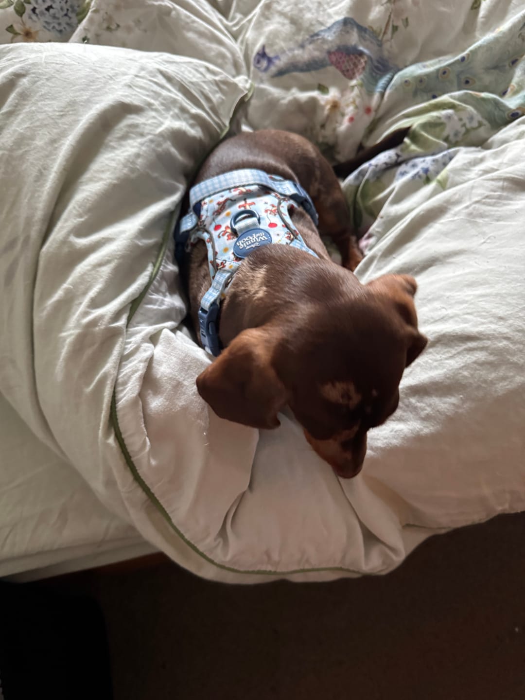 Customer photo review of Disney© Tough Trails™ Harness - Tigger