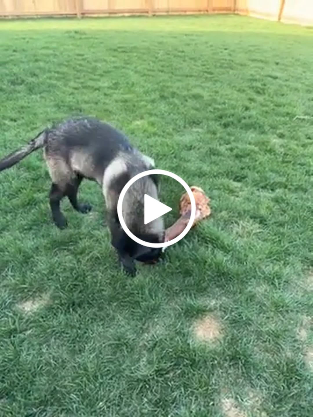 Customer video review of Gift Bundle: 2 Large Yak Chews and a 6" Hickory Smoked Bully Stick