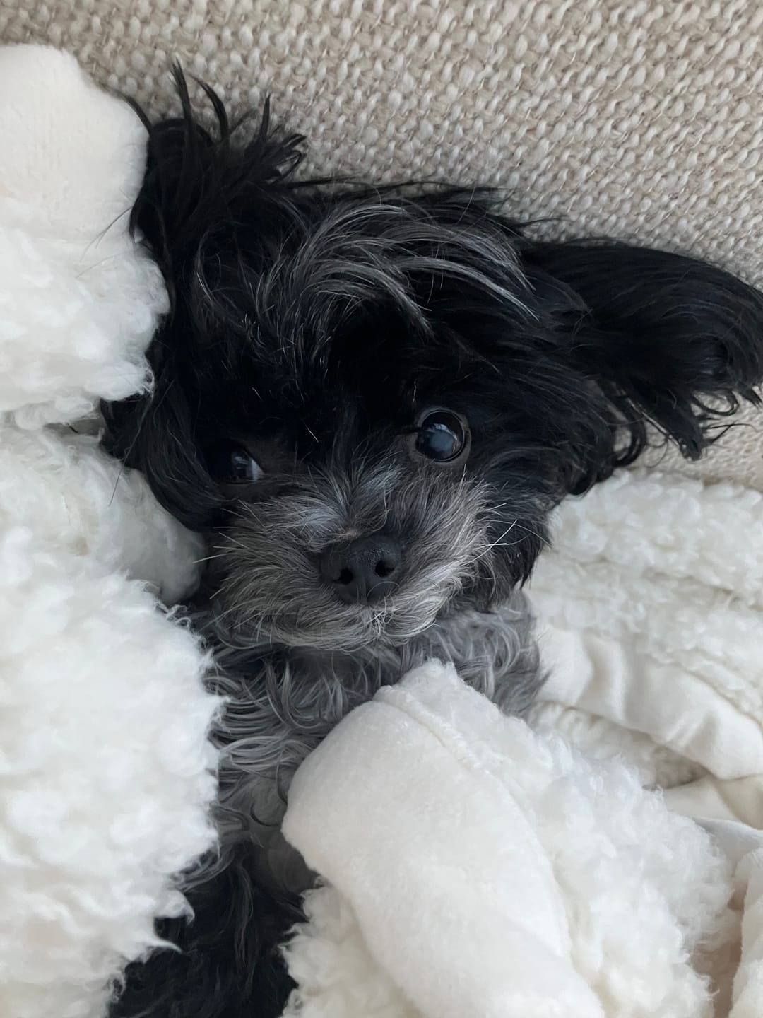 Customer photo review of Vrac Nature's Own - Bâtonnets oesophage de boeuf pour chien
