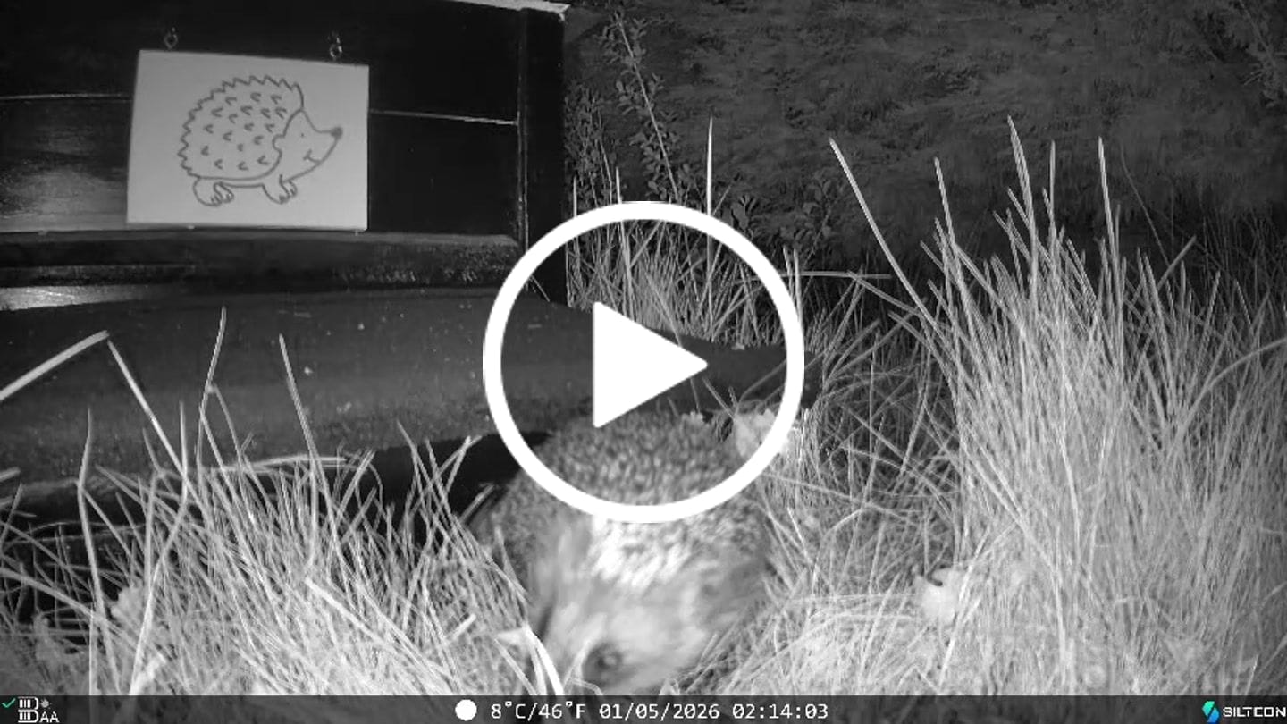 Customer video review of Siltcon® Wildcamera met Zonnepaneel 8K
