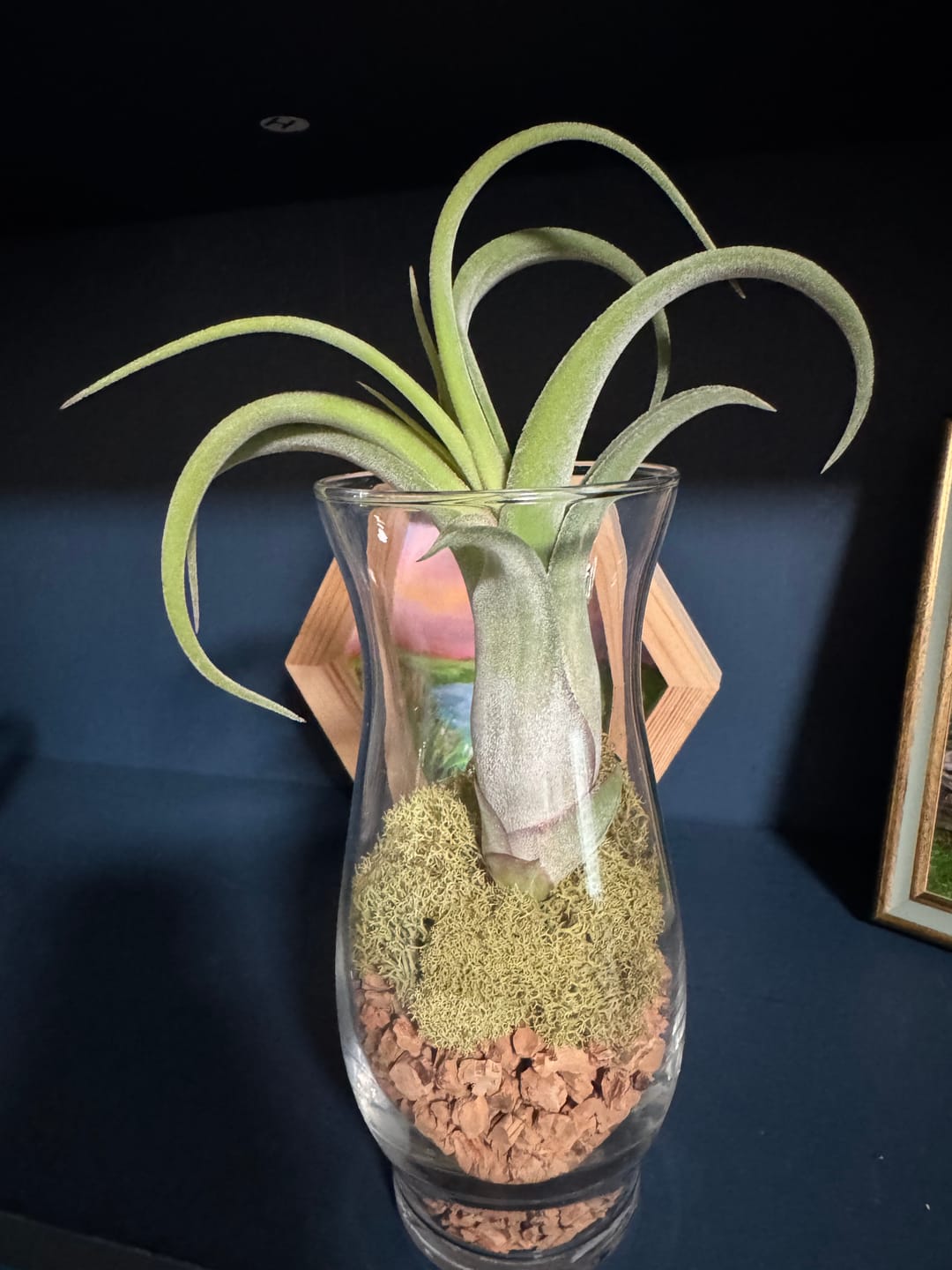 Customer photo review of Long John  (pseudobaileyi x intermedia)