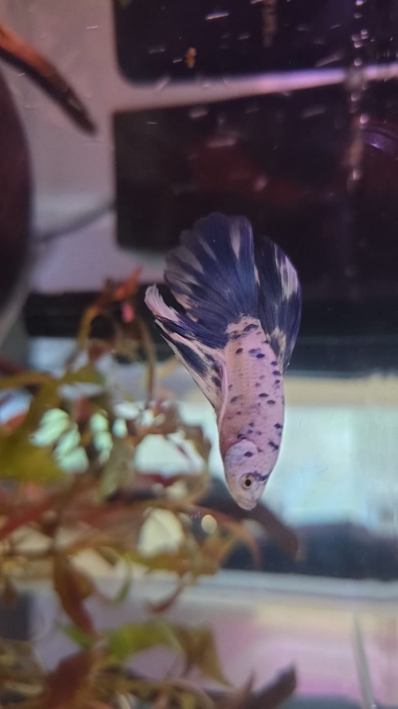 Customer photo review of Blue Marble Dot Halfmoon Male Betta Fish | Grower Pick
