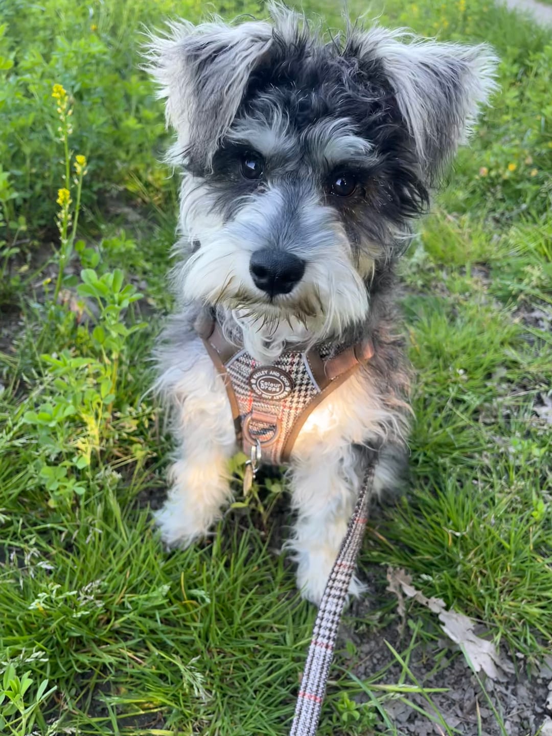 Customer photo review of Trail & Glow Tweed Dog Harness - Colour Drops - Heritage Plaid