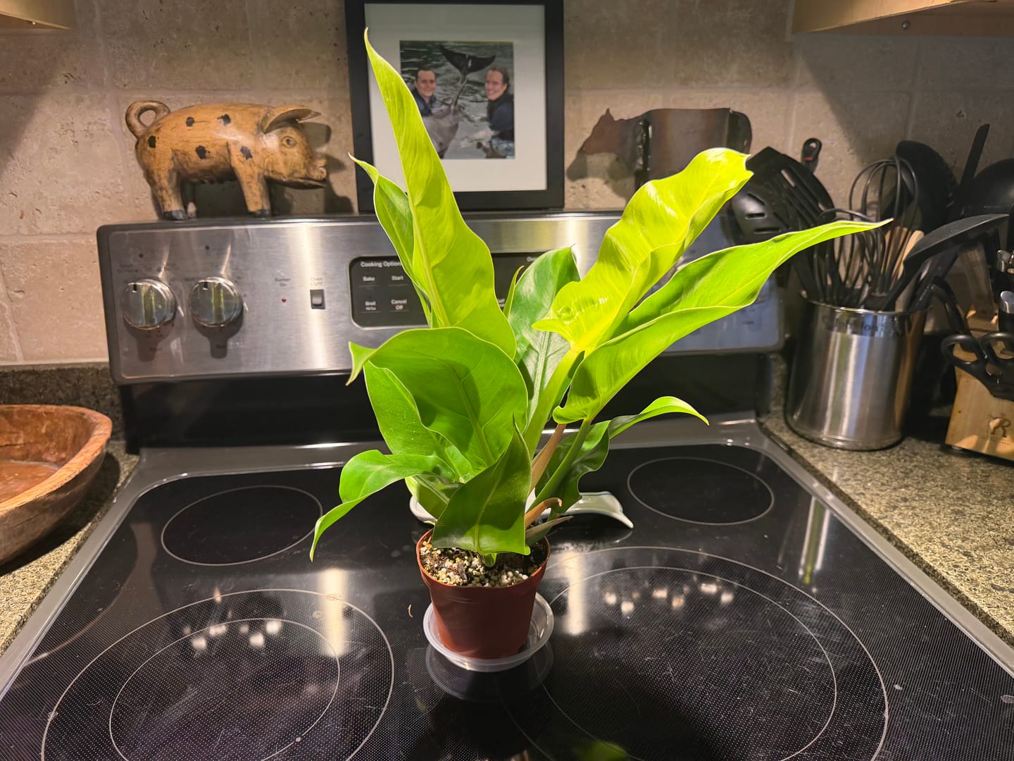 Customer photo review of Philodendron 'Moonlight'