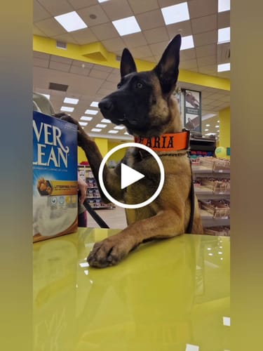 Customer video review of 5cm Combat® Collar | With Handle & Secure Clip - Orange