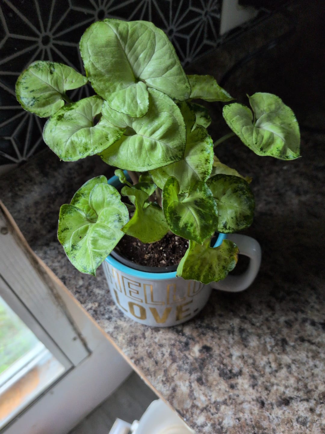 Customer photo review of Mystery Plant