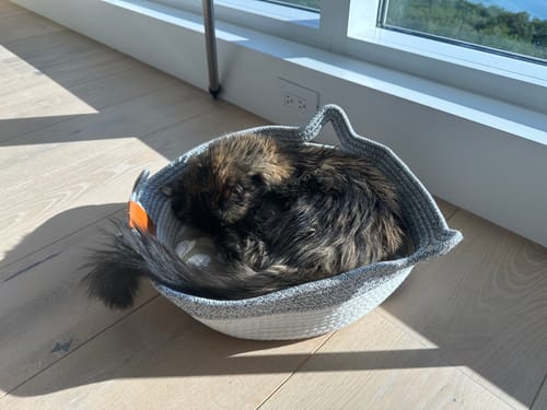 Customer photo review of Instinct Basket | Meet the first research-backed natural territory for indoor cats