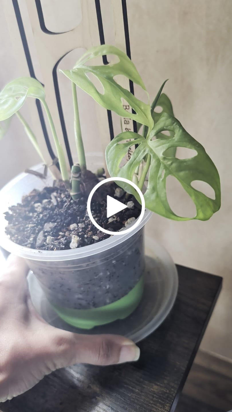 Customer video review of Bella™ - Extendable Wooden Support for Climbing Houseplants