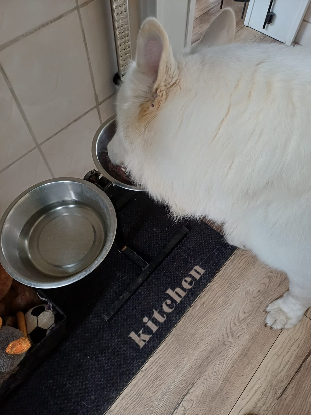 Customer photo review of Beemzy Tandpoeder voor Honden