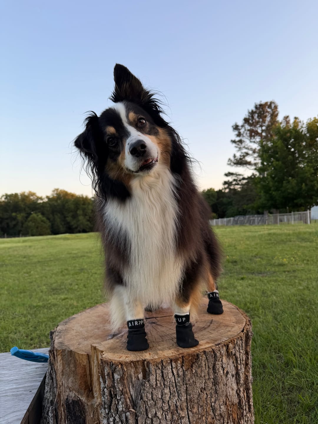 Customer photo review of AIR PUP SPRINTERS - SET OF 4