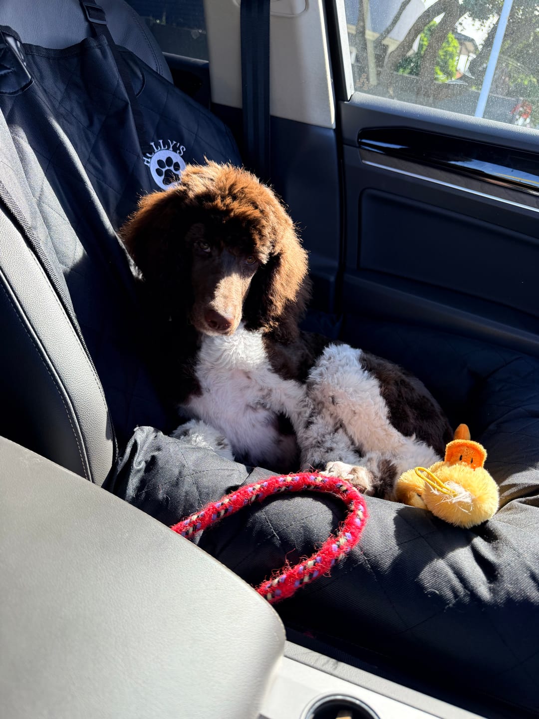 Customer photo review of Car Seat Cover
