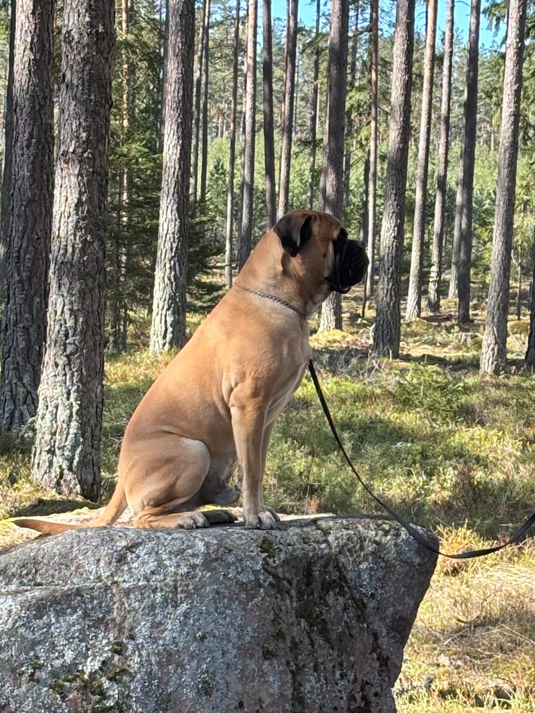 Customer photo review of Hundstaff Pack Fur Comb - Hundkamm