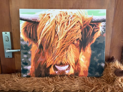 Customer's finished paint by numbers of a Scottish Highland Cattle, showing the detailed fringe of fur covering its eyes.