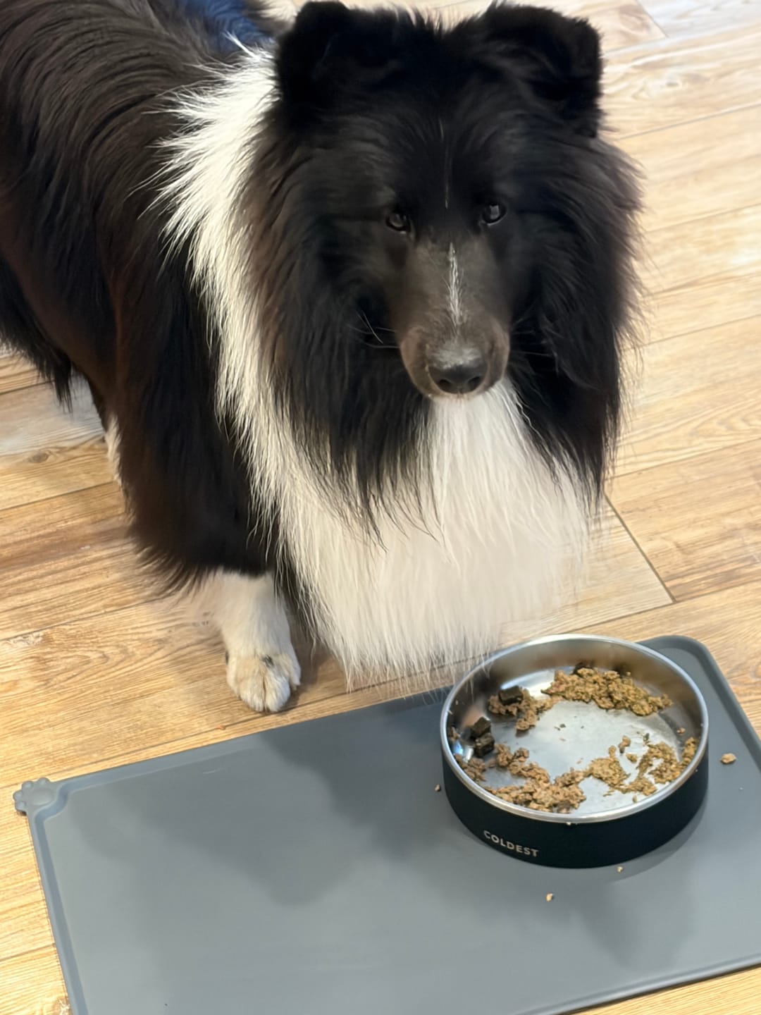 Customer photo review of Beef Recipe for Dogs - 16oz