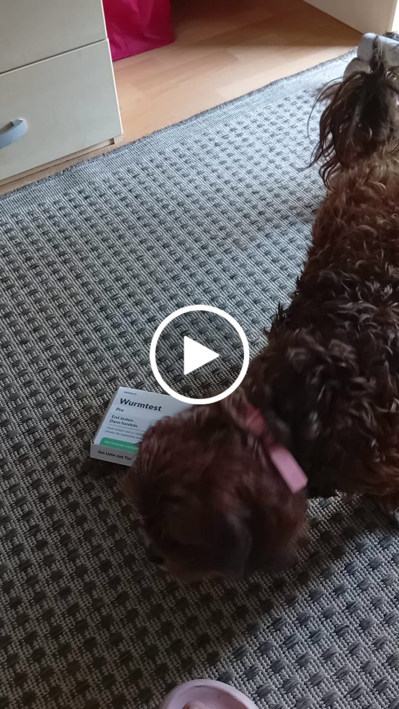 Customer video review of Wurmtest Pro Hund